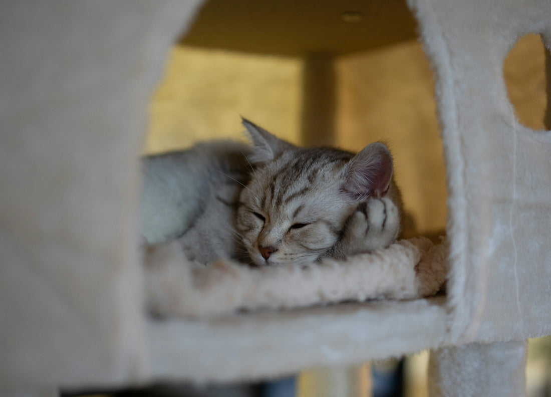 Geborgenheit für Katzen - Darum verdient Ihre Katze eine Höhle