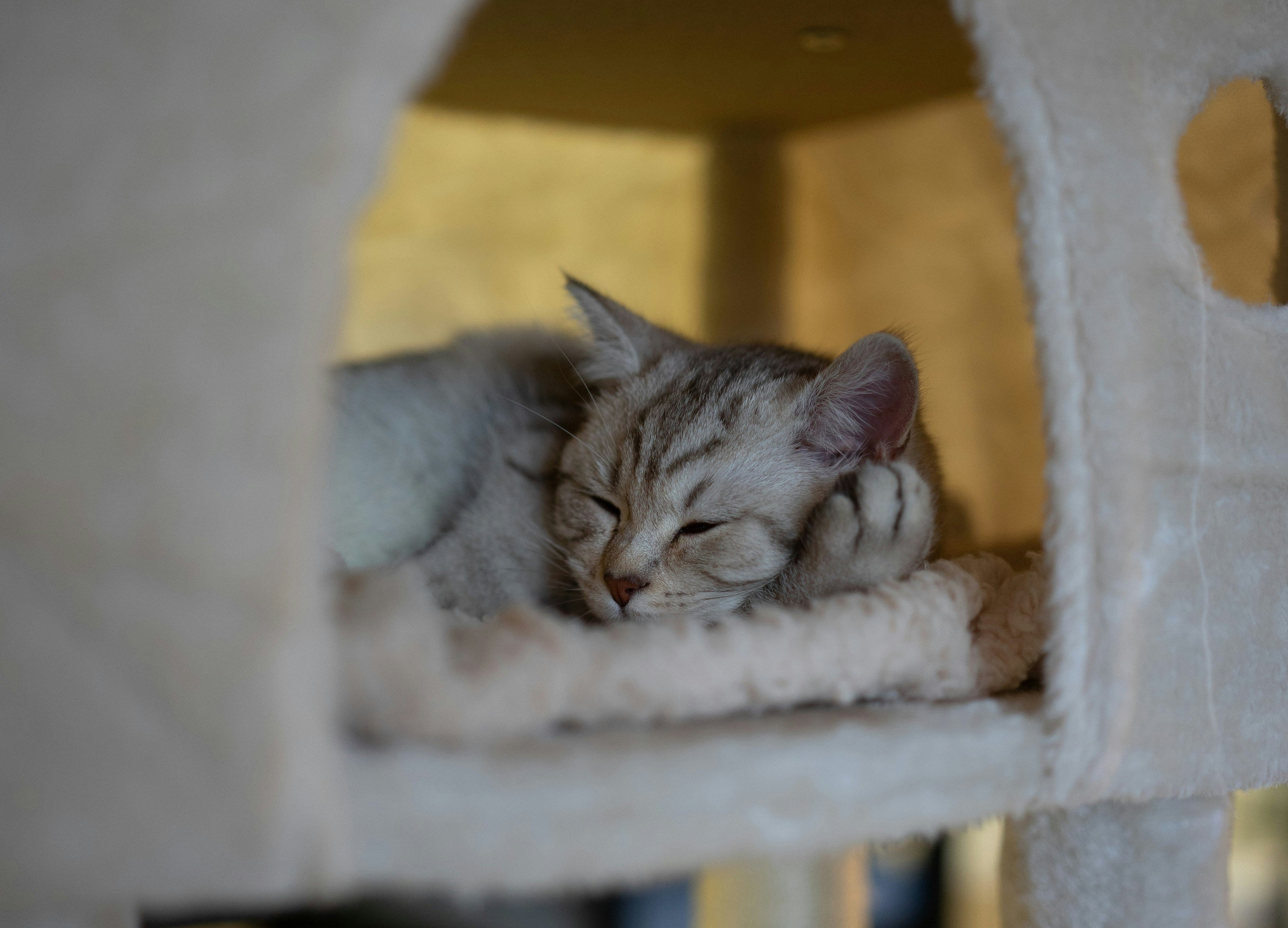 Geborgenheit für Katzen - Darum verdient Ihre Katze eine Höhle