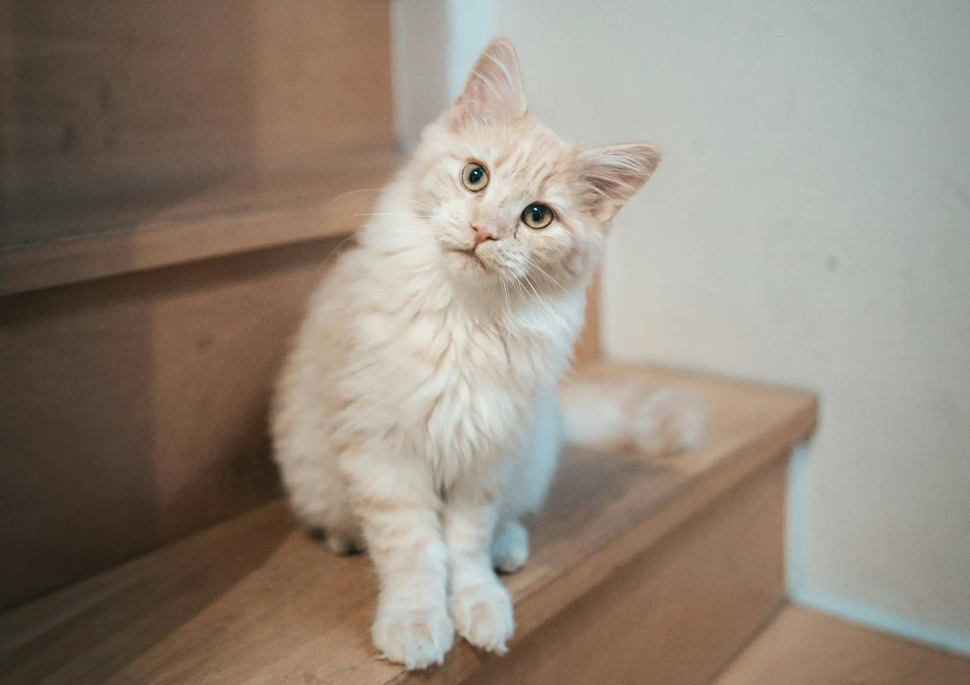 Wie gewöhne ich meine Katze an eine neue Höhle?